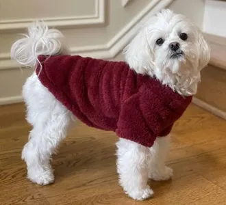 Soft Plush Dog Pullover - Cream